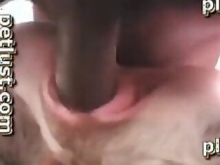 Porn Animal Sex
