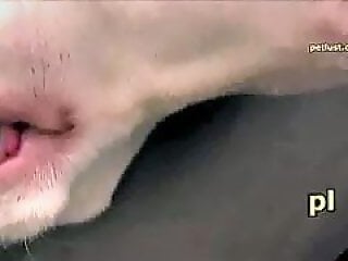 Zoo porno and bestiality
