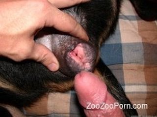 ZooZooPorn