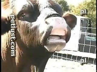 Perfect scenes of outdoor zoo porn in amateur scenes