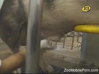 Man plays with the pig's dick in pretty kinky modes