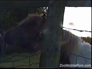 Horse makes horny guy to crave for sex while filming it