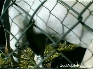 animals xxx
