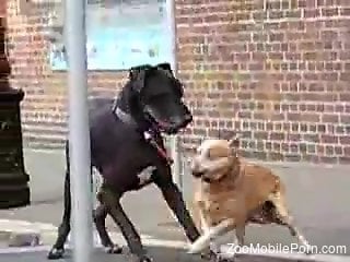 Two dogs are about to enjoy imioned sex outdoors