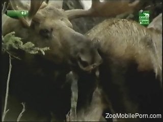 Voyeur-style porno video focusing on animal sex