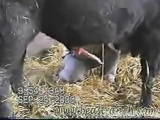 Dude jerking a bull's beautiful boner in HD quality